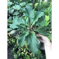 ราคา ต้นบัลลังค์เจ้าสัว Anthurium plowmanii Croat (19670191766)