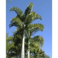 ราคา ต้นปาล์มหางกระรอก/3ถุง100บาท (13894337748)