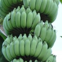 ราคา ต้นกล้วย สายพันธุ์ น้ำว้านวลจันทร์ ลำต้นสูง 30 ซม จัดส่งพร้อมถุง 6 นิ้ว (7966191214)