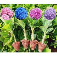 ราคา ต้นกล้าไฮเดรนเยีย ว่านหัว กระจกไฮเดรนเยีย ฤดูร้อนที่ไม่มีที่สิ้นสุด โฟร์ซีซั่น ดอก ระเบียง ลาน การใ (53350660273)