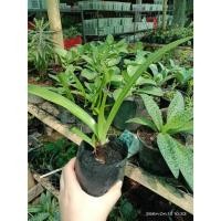 ราคา ต้นพันธุ์ พลับพลึง ดอกสีขาวมีกลิ่นหอม พร้อมปลูก ในถุงดำ 29 บาท Cape lily (29600185591)