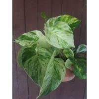 ราคา พลูด่าง /พลูด่างราชินีหินอ่อน /พลูด่างงาช้าง /พลูทอง มีทั้งกระถาง​ /เริ่มต้น30บ.(อ่านรายละเอียดก่อนสั่งค่ะ) (3279898518)