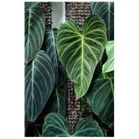 ราคา philodendron splendid - ฟิโลเดนดรอน สเปนดิส #ต้นที่2 (14393269962)