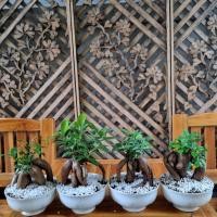 ราคา ไทรรากโสมหรือไทรหัวโสมขายพร้อมกระถางค่ะ 700 (10661010265)