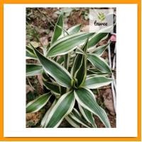 ราคา ต้นกวนอิมเงิน ไผ่กวนอิม ต้นไม้มงคลกระถาง4นิ้ว (20274869702)