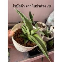 ราคา ลิ้นมังกรแคระ โรบัสต้า (หน่อจากใบชำด่าง) (47001961476)