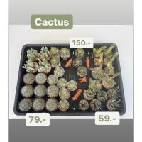 ราคา กระบองเพชร ( cactus ) มะพร้าวทะเลทราย,คอนโดนางฟ้าด่าง (9583027773)