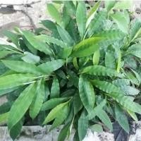 ราคา หญ้ารีแพร์ (หญ้าหียุ้ม สมุนไพรคืนความสาว) สมุนไพรหายาก พันธุ์ไม้หายาก (8764536187)