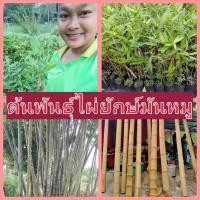ราคา ต้นพันธุ์ไผ่ยักษ์มันหมู เพาะเมล็ด รากแน่น โตไว ต้นแข็งแรงพร้อมปลูก (5134941358)