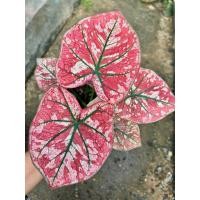 ราคา บอนสีฮาร์ทบีท กระถาง6" (44275512923)