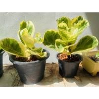 ราคา ไทรใบสักด่าง ไม้มงคลเสริมฮวงจุ้ย (13707701389)