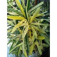 ราคา จั๋งด่างจัดจ้านสวยฟอร์มใหญ่ (4062283523)