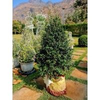 ราคา ต้นชาดัด-ชาฮกเกี้ยง#Size XL Jumbo (27157458907)