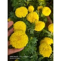 ราคา ต้นพันธุ์ ดอกดาวเรือง ถุงดำ 29บาท พร้อมปลูก ดาวเรือง marigold (43751563522)