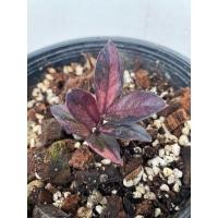 ราคา กวักมรกตดำด่างชมพู สวยๆ (24081925635)