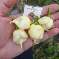 ราคา พริกแคโรไลนารีพเปอร์สีขาว (White Carolina Reaper) (52050207138)