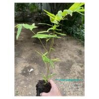 ราคา ไผ่ซางหม่น เพาะเมล็ด สูง 25-30cm // สั่งขั้นต่ำ 2 ถุง (5318481644)