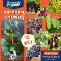 ราคา กิ่งพันธุ์องุ่น แบบกิ่งตอนตอป่า ติดตา หลากหลายสายพันธุ์ (โปร 10 แถม 1) พร้อมส่ง (25679591974)