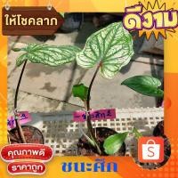 ราคา บอนสีชนะศึก บอนสีโบราญ บอนสีหลักร้อย ให้โชคให้ลาภ (11064887025)