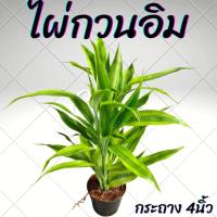 ราคา ต้นไผ่กวนอิม กระถาง 4นิ้ว (23885129218)