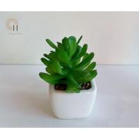 ราคา ต้นไม้จิ๋ว ต้นกระบองเพชรจิ๋ว ต้นไม้มินิมอล ต้นแคคตัส (27571085570)