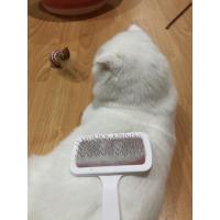 ราคา พร้อมส่ง!! ขนน้องแมวพันธ์สก็อตติชโฟล์สีขาวล้วน เส้นเล็ก หูพับ ตาสองสี (18202142863)