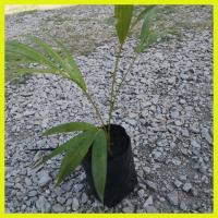 ราคา ต้นกล้าหมากเหลือง ต้นไม้ฝอกอากาส (6569308531)