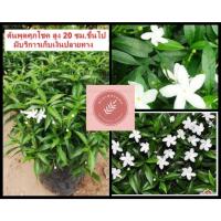 ราคา ต้นพุดศุภโชค​ ต้นละ 35 บาทค่ะ (6338063668)