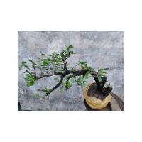 ราคา ตะโก ระยะพุ่ม 50 ซม.ต้นสูง 40 ซม. (24356508432)