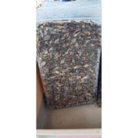 ราคา แมงสะดิ้งไข่ สดๆ ใหม่ๆ น้ำหนักเต็มกิโลกรัมนะครับ (10093310304)