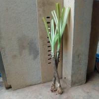 ราคา ต้นพลับพลึงทอง(ส่งเป็นหน่อ หน่อเล็ก) (25134273168)