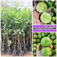 ราคา ต้นมะนาวทูลเกล้าไร้เมล็ด มะนาวทูลเกล้าไรเมล็ดมีน้ำเยอะ รสเปรี้ยวจัด หอมติดผลดกตลอดปี ขนาด 60-80 ซม. (40822757952)