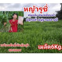 ราคา #เมล็ดหญ้ารูซี่ 6kg.พร้อมปลูกเดือน ม.ค.ปี69 #RuzyGrass #พันธุ์หญ้ารูซี่ #หญ้ารูซี่เลี้ยงวัว #หญ้าลูซี่ #เกรียงศักดิ์พัน (41205621977)