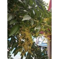 ราคา ประยงค์ ประยงค์บ้าน กระถาง 11 นิ้ว ต้นสวย (กทม) (19026783545)