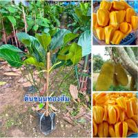 ราคา ต้นขนุนทองส้มแท้ทาบกิ่ง ต้นสวยๆๆพร้อมส่งครับ (40211142172)