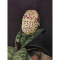 ราคา รองเท้านารี ขาวชุมพร (Paphiopedilum godefroyae ) (24872632447)