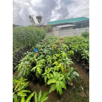 ราคา ต้นมะม่วงแก้วขมิ้น เนื้อเยอะ ทาบกิ่ง ต้นสูง แข็งแรง พร้อมปลูก (43769960430)