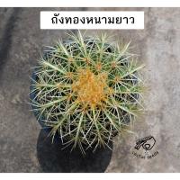 ราคา ถังทอง Echinocactus Grusonii เมล็ด สวน พืช ปลูก ต้น กระบองเพชร เมล็ดถังทอง หนามยาวแคคตัส (5501863007)
