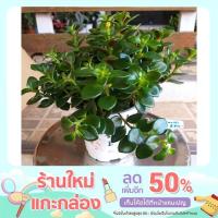 ราคา ต้นปลาทองนำโชค ไม้ฟอกอากาศ เสริมโชคลาภเงินทองเรียกทรัพย์ (14440674067)