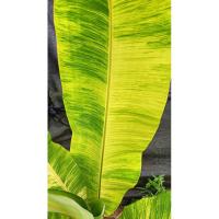 ราคา กล้วยเล็บมือนางบางกลวยด่าง (19489540822)