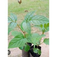 ราคา ต้นพันธุ์เพกาหรือหมากลิ้นฟ้าบรรจุ 1 ต้น (28578497438)