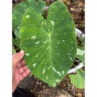 ราคา โคโลคาเซีย มิลค์กี้เวย์ (Colocasia 'Milky Way') (43673893864)