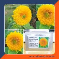ราคา ทานตะวัน เทดดี้แบร์ - Teddy Bear Sunflower บรรจุ 35 เมล็ด คุณภาพดี ของแท้ 100% (9876776712)