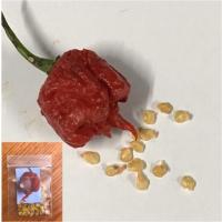 ราคา พริกเผ็ดที่สุดในโลก Carolina Reaper 2,200,000 ( SHU) เมล็ดพันธุ์ (1592386108)