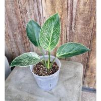ราคา ฟิโลเดนดรอน เบอร์กิ้น Philodendron Birkin (7195875907)