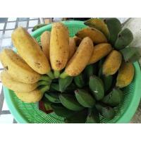 ราคา หน่อกล้วยนางพญา(กล้วยหวานภาคใต้) (15609675179)