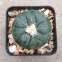 ราคา ต้นกระบองเพชร โลโฟเกาหลี (Lophophora koehresii) (29307223249)