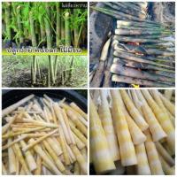 ราคา ไผ่หวานไม่มีขน ไผ่สามฤดู ไผ่หน่อดก (7439465116)