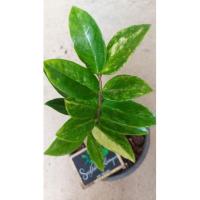 ราคา ต้นกวักมรกตด่างไม้มงคลไม้ฟอกอากาศ (12113827212)