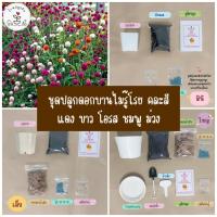 ราคา LXG : ชุดพร้อมปลูกดอกบานไม่รู้โรย คละสี(แดง ขาว โอรส ชมพู ม่วง) ชุดปลูกดอกบานไม่รู้โรย คละสี ดอกบานไม่รู้โรย มี 3 ขนาด (13599560502)